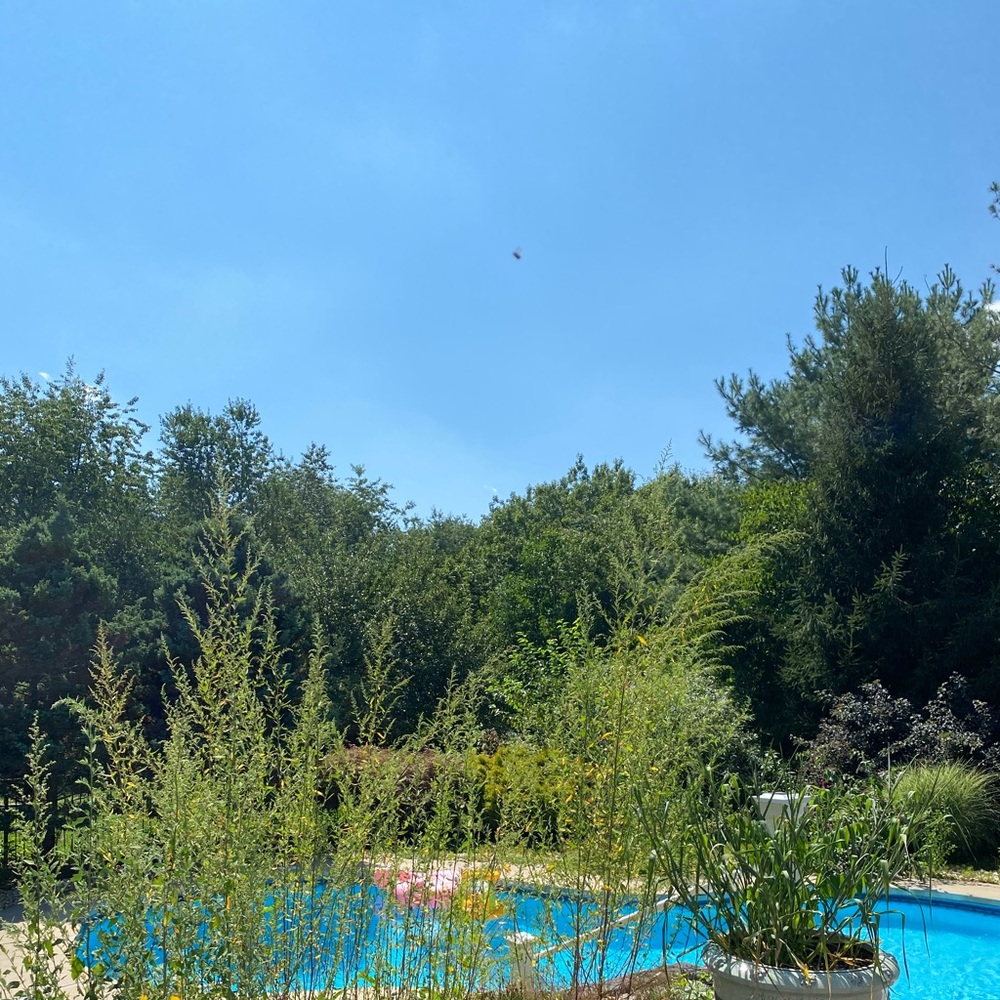 Meet your Posher, Igor